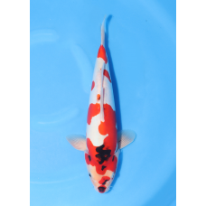 KGE.112 DOITSU SHOWA